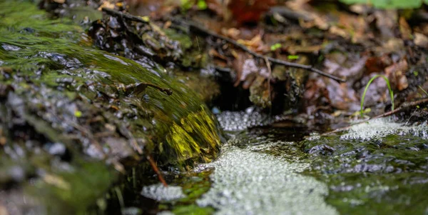 Orman akıntısının minyatür köpüklü şelalesi yeşillik ve yosun arasında kayaların üzerinden akıyor.