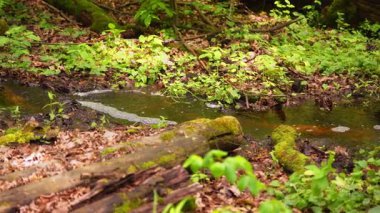 Bir orman deresi yeşillikler arasında akar ve yosunlarla kaplı kalın bir kütüğün altına kaçar.