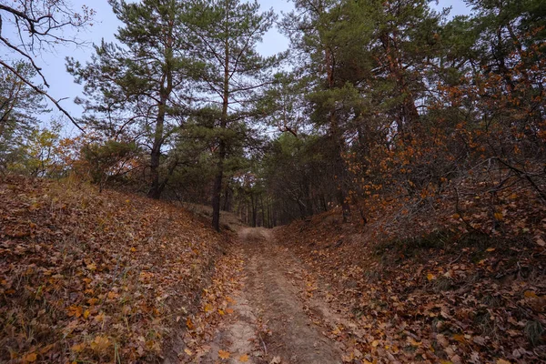 Gizemli bir sonbahar ormanının sık çalılıklarında toprak orman yolu.