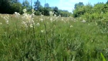 yemyeşil çayırlar arasında hareket ve çiçek açan çayır tatlısı