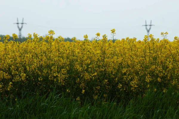 Gökyüzünün altında enerji hatları olan enerjik kolza tohumu alanı