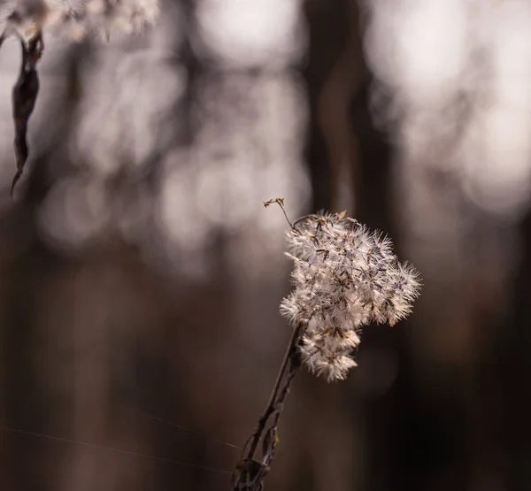 Kış mevsiminin pırıl pırıl tüyleri sessiz tonlarda kuru çekirdek başları