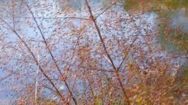 Uzun kuru çimenlerin üzerinde olgunlaşmış tohumlu altın pedler. makro ve bulanıklık doğal bir soyutlama yaratır