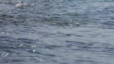 Yumuşak bir köpüklü dalga büyük çakıl taşlarının üzerinde süzülür, sörf kükrer