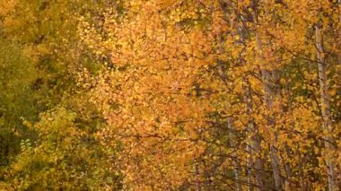 Parlak sarı kavak yaprakları güneşin ışınlarında rüzgarda titriyor.