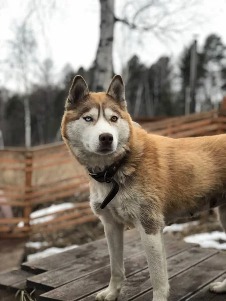 Perro Salvaje Bosque — Foto de Stock