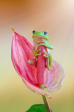 Dumpy Frog, Frog On Flowers, Frog clipart