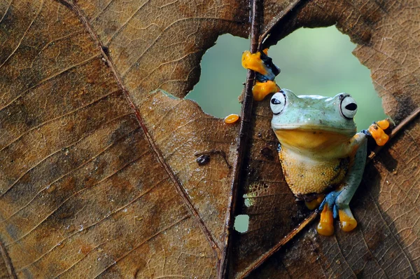 Fliegender Frosch, Amphibi, Frosch, Frosch auf Blättern — Stockfoto