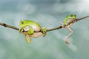 yaprakları, bodur kurbağa kurbağa, kurbağa,
