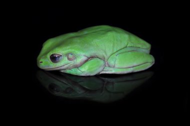 bodur kurbağa, kurbağa,