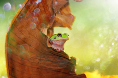 Hello, frog in leaves, dumpy frog, frog, clipart