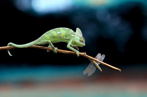 Camaleón con mosca de dragón — Foto de Stock