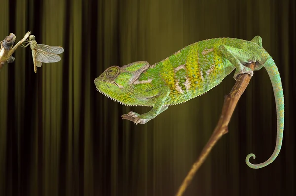 Caméléon avec mouche dragon — Photo