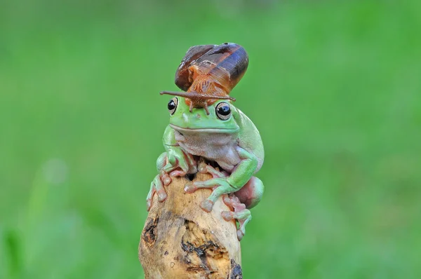 Rana con caracol, rana con sombrero de caracol, rana volcada, rana — Foto de Stock