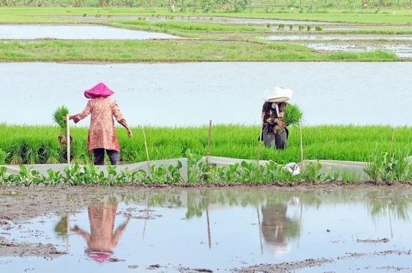 human interest, indonesia, plant, farmer,