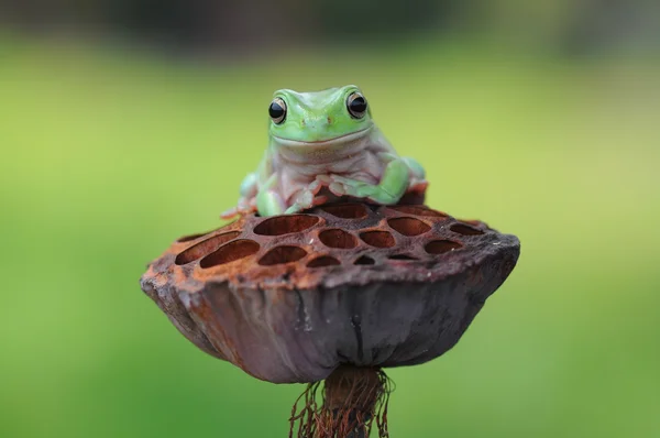 Žába v listí, zavalitý žába, žába, — Stock fotografie