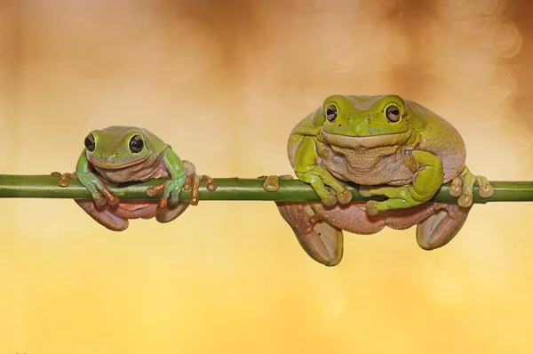 Frosch in Blättern, Knödelfrosch, Frosch, — Stockfoto