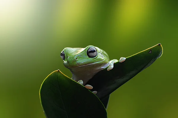 Frog in leaves, dumpy frog, frog, — Stock Photo, Image