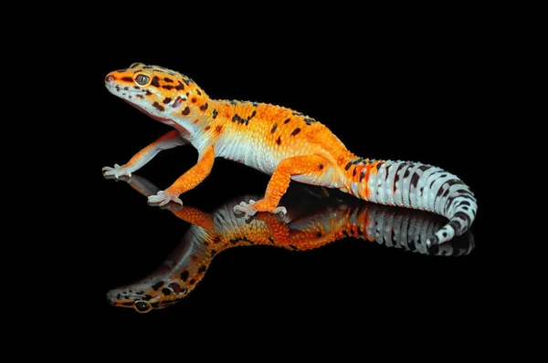 Gecko, réptil, répteis, macro — Fotografia de Stock