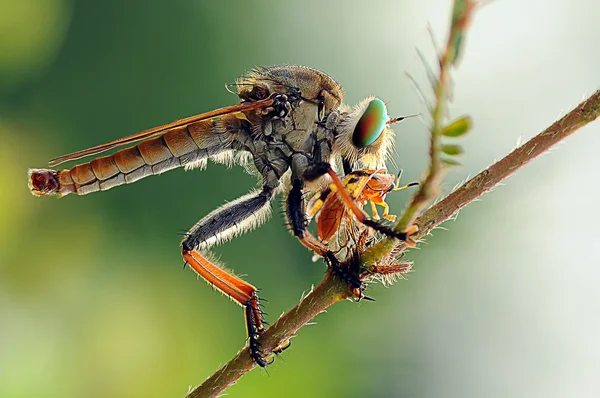 Robberfly, insecten, insect macro — Stockfoto