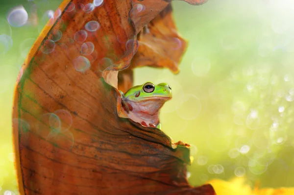 Hello, frog in leaves, dumpy frog, frog, — Stock Photo, Image