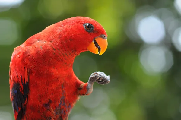 parrot, Bird, bird scream, red parrot ,