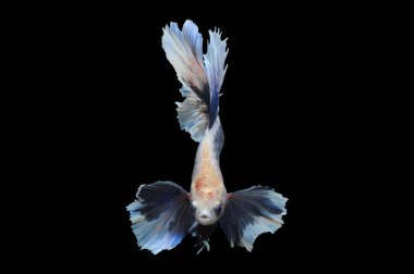 Beta balığı, siyam balığı dövüşü, kara arka planda izole edilmiş betta ihtişamı, kara arka planda balık dövüşü, çok renkli siyam balığı dövüşü,