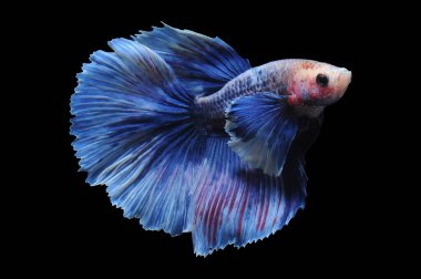 Beta balığı, siyam balığı dövüşü, kara arka planda izole edilmiş betta ihtişamı, kara arka planda balık dövüşü, çok renkli siyam balığı dövüşü,