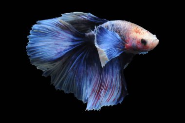 Beta balığı, siyam balığı dövüşü, kara arka planda izole edilmiş betta ihtişamı, kara arka planda balık dövüşü, çok renkli siyam balığı dövüşü,