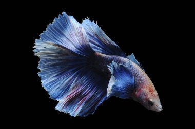 Beta balığı, siyam balığı dövüşü, kara arka planda izole edilmiş betta ihtişamı, kara arka planda balık dövüşü, çok renkli siyam balığı dövüşü,