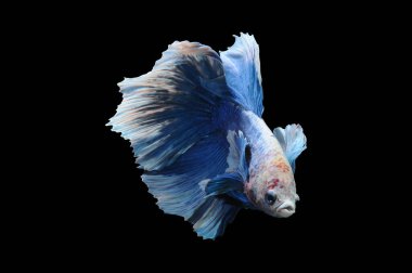Beta balığı, siyam balığı dövüşü, kara arka planda izole edilmiş betta ihtişamı, kara arka planda balık dövüşü, çok renkli siyam balığı dövüşü,