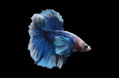 Beta balığı, siyam balığı dövüşü, kara arka planda izole edilmiş betta ihtişamı, kara arka planda balık dövüşü, çok renkli siyam balığı dövüşü,