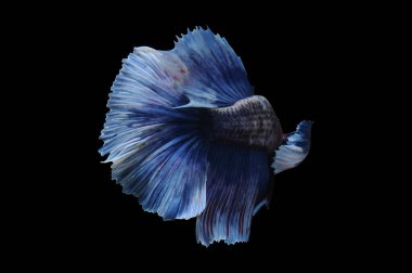 Beta balığı, siyam balığı dövüşü, kara arka planda izole edilmiş betta ihtişamı, kara arka planda balık dövüşü, çok renkli siyam balığı dövüşü,