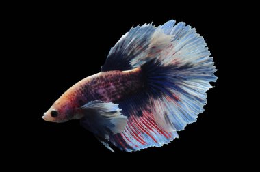 Beta balığı, siyam balığı dövüşü, kara arka planda izole edilmiş betta ihtişamı, kara arka planda balık dövüşü, çok renkli siyam balığı dövüşü,