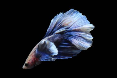 Beta balığı, siyam balığı dövüşü, kara arka planda izole edilmiş betta ihtişamı, kara arka planda balık dövüşü, çok renkli siyam balığı dövüşü,
