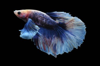 Beta balığı, siyam balığı dövüşü, kara arka planda izole edilmiş betta ihtişamı, kara arka planda balık dövüşü, çok renkli siyam balığı dövüşü,