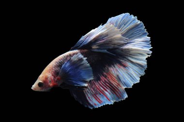 Beta balığı, siyam balığı dövüşü, kara arka planda izole edilmiş betta ihtişamı, kara arka planda balık dövüşü, çok renkli siyam balığı dövüşü,