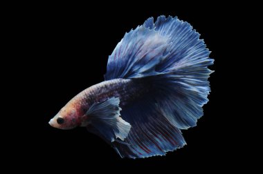 Beta balığı, siyam balığı dövüşü, kara arka planda izole edilmiş betta ihtişamı, kara arka planda balık dövüşü, çok renkli siyam balığı dövüşü,