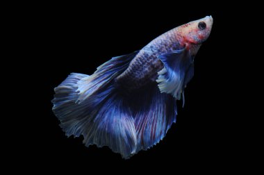 Beta balığı, siyam balığı dövüşü, kara arka planda izole edilmiş betta ihtişamı, kara arka planda balık dövüşü, çok renkli siyam balığı dövüşü,