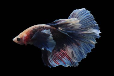 Beta balığı, siyam balığı dövüşü, kara arka planda izole edilmiş betta ihtişamı, kara arka planda balık dövüşü, çok renkli siyam balığı dövüşü,