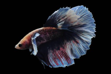 Beta balığı, siyam balığı dövüşü, kara arka planda izole edilmiş betta ihtişamı, kara arka planda balık dövüşü, çok renkli siyam balığı dövüşü,