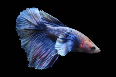 Beta balığı, siyam balığı dövüşü, kara arka planda izole edilmiş betta ihtişamı, kara arka planda balık dövüşü, çok renkli siyam balığı dövüşü,
