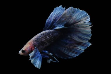 Beta balığı, siyam balığı dövüşü, kara arka planda izole edilmiş betta ihtişamı, kara arka planda balık dövüşü, çok renkli siyam balığı dövüşü,
