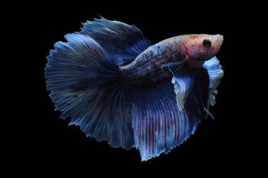 Beta balığı, siyam balığı dövüşü, kara arka planda izole edilmiş betta ihtişamı, kara arka planda balık dövüşü, çok renkli siyam balığı dövüşü,