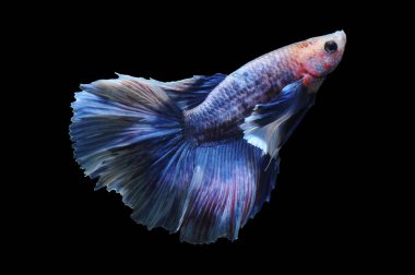 Beta balığı, siyam balığı dövüşü, kara arka planda izole edilmiş betta ihtişamı, kara arka planda balık dövüşü, çok renkli siyam balığı dövüşü,