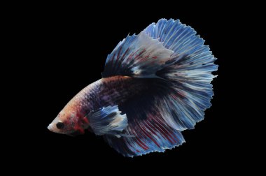 Beta balığı, siyam balığı dövüşü, kara arka planda izole edilmiş betta ihtişamı, kara arka planda balık dövüşü, çok renkli siyam balığı dövüşü,