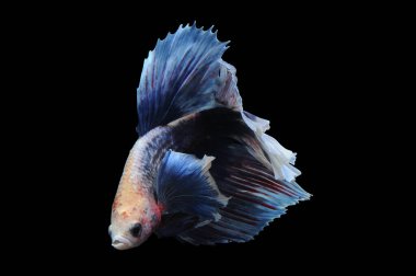 Beta balığı, siyam balığı dövüşü, kara arka planda izole edilmiş betta ihtişamı, kara arka planda balık dövüşü, çok renkli siyam balığı dövüşü,