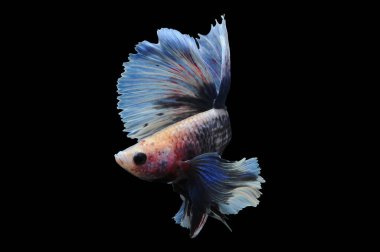 Beta balığı, siyam balığı dövüşü, kara arka planda izole edilmiş betta ihtişamı, kara arka planda balık dövüşü, çok renkli siyam balığı dövüşü,