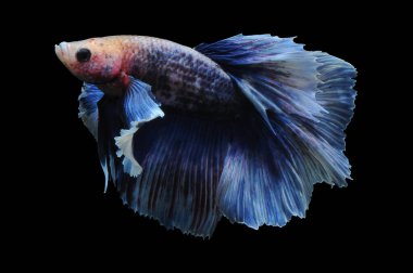 Beta balığı, siyam balığı dövüşü, kara arka planda izole edilmiş betta ihtişamı, kara arka planda balık dövüşü, çok renkli siyam balığı dövüşü,