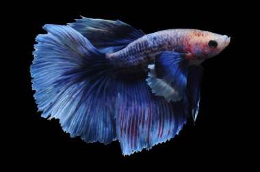 Beta balığı, siyam balığı dövüşü, kara arka planda izole edilmiş betta ihtişamı, kara arka planda balık dövüşü, çok renkli siyam balığı dövüşü,